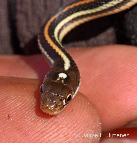 Orange-striped_Ribbon_Snake_Thamnophis_proximus_LBJ_TX_2.jpg