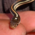 Orange-striped Ribbon Snake
