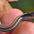 Orange-striped Ribbon Snake
