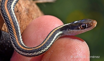 Orange-striped Ribbon Snake