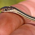Orange-striped Ribbon Snake