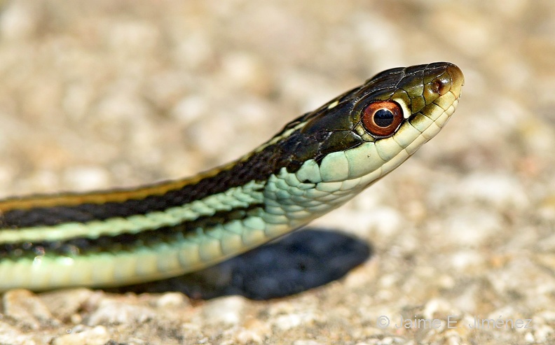 Orange-striped_Ribbon_Snake_Thamnophis_proximus_LLELA_TX.jpg