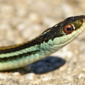 Orange-striped Ribbon Snake