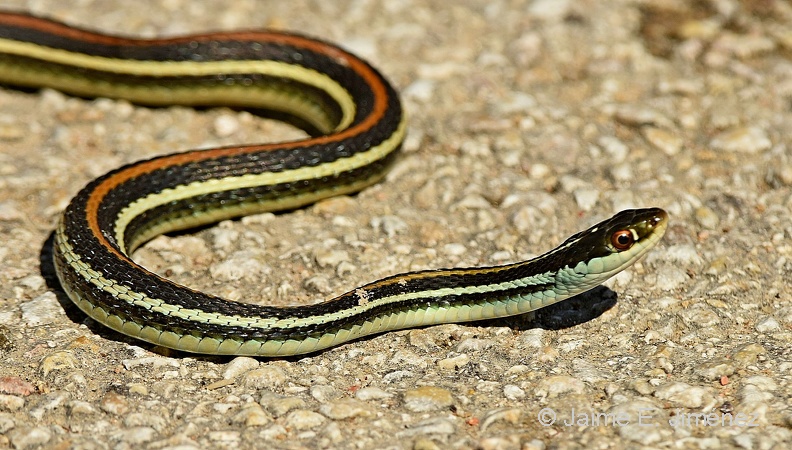Orange-striped_Ribbon_Snake_Thamnophis_proximus_LLELA_TX_2.jpg