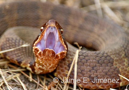 Cottonmouth