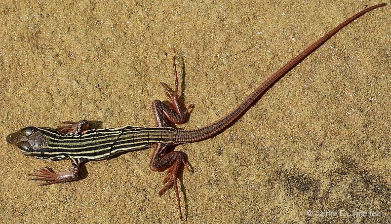 Texas_Spotted_Whiptail_Aspidoscelis_gularis_BRIT_TX_2.jpg