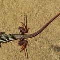 Texas Spotted Whiptail