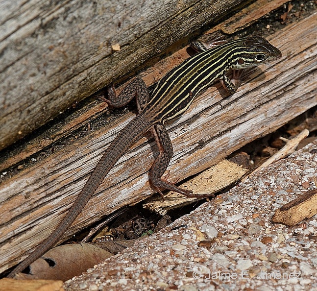 Texas_Spotted_Whiptail_Aspidoscelis_gularis_BRIT_TX_3.jpg