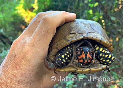 Three-toed Box Turtle
