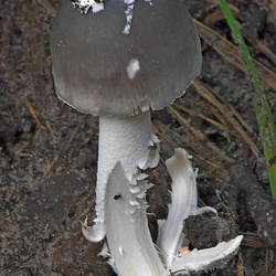 Fungi