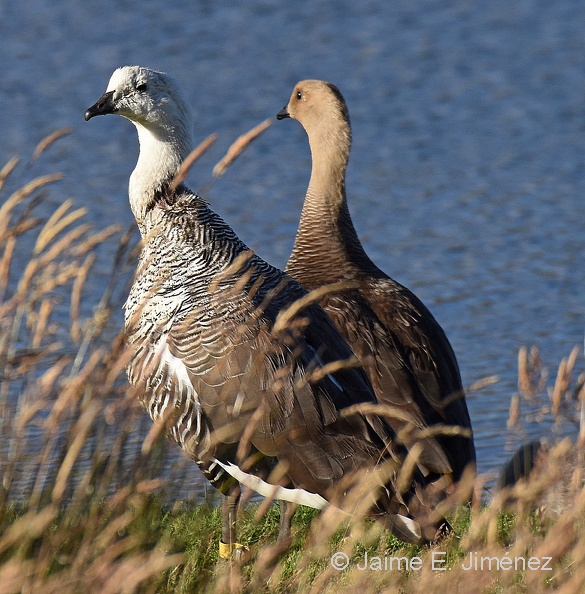 Dog_Attack_Upalnd_Goose_Navarino_Island_Chile.jpg