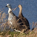 Dog Attack Upland Goose