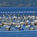 Mussel Farming