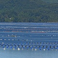 Mussel Farming