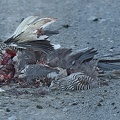 Run Over Upand Goose Navarino Island Chile