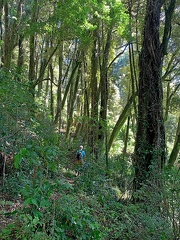 Costal Forest
