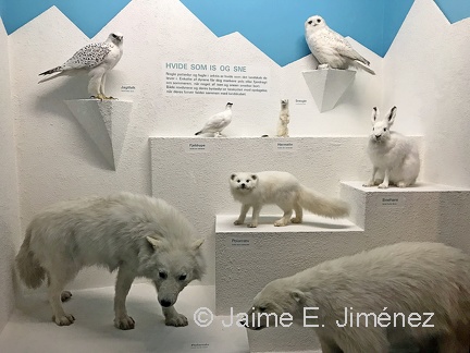 Nature Museum Copenhagen Denmark