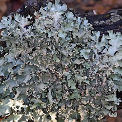 Lichens