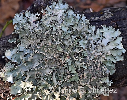 Lichen