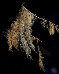 Old Man s Beard Usnea sp. PN Nahuelbuta Chile