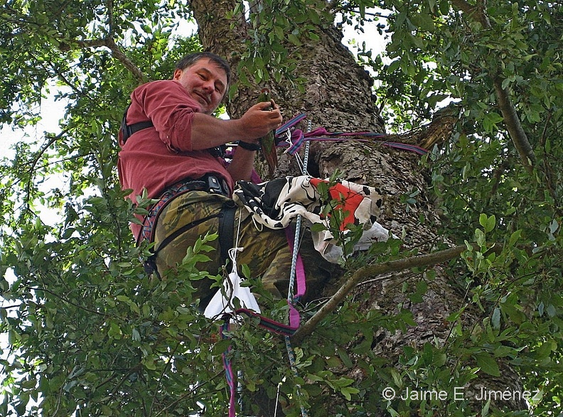 2009_Slender-billed_Parrakeet_Osorno_Chile.jpg