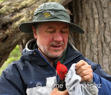 2012 Magellanic Woodpecker