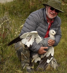 2017 Upland Goose male