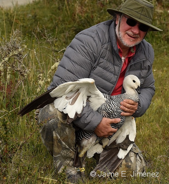 2017_Upland_Goose_male_Chloephaga_picta_Navarino_Island_Chile.jpg