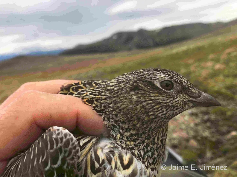 2018_White-bellied_Seedsnipe_chick_Cerro_Bandera_Navarino_Island_Chile.jpg