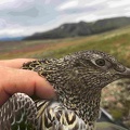 2018 White-bellied Seedsnipe