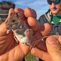2018 Mammalogy Lab