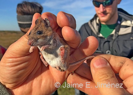 2018 Mammalogy Lab