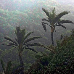 Arecaceae