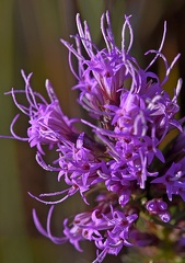Rough Liatris