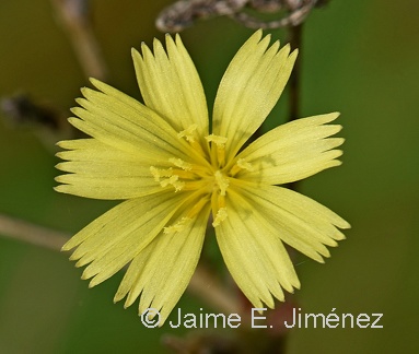 Texas Dandelion