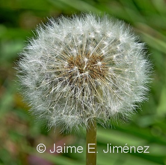 Dandelion