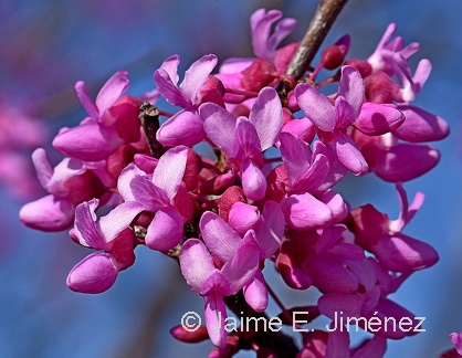 Eastern Redbud