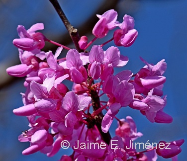Eastern Redbud