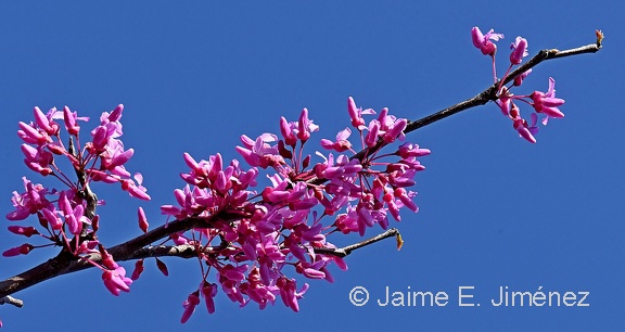 Eastern Redbud