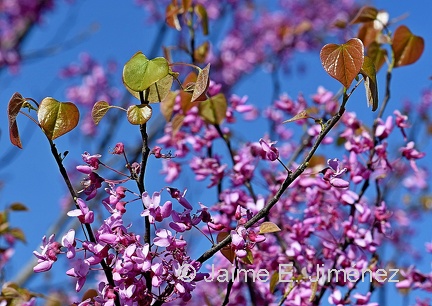 Eastern Redbud