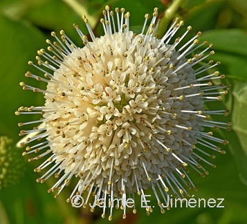 Buttonbush