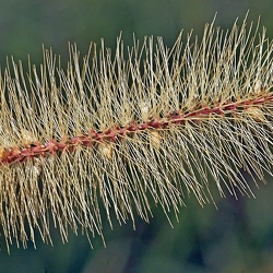 Dicots