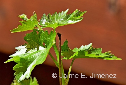 Grapevine Vitis vinifera Denton TX 3