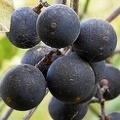 Mustang Grapes