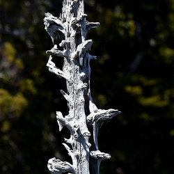 Cupressaceae