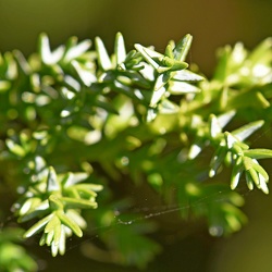 Cupressaceae