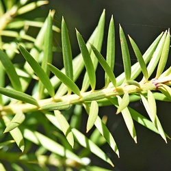 Podocarpaceae