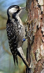 Red-cockaded Woodpecker note band