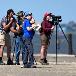 Bird Watching