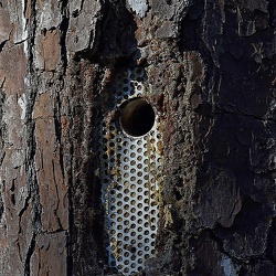 Nests
